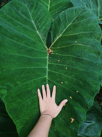 Low section of person touching leaves