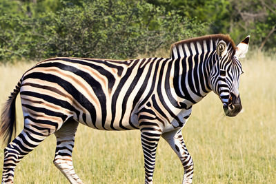 Zebra. Zebra in