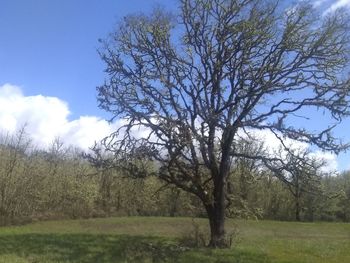 Bare tree on field against sky