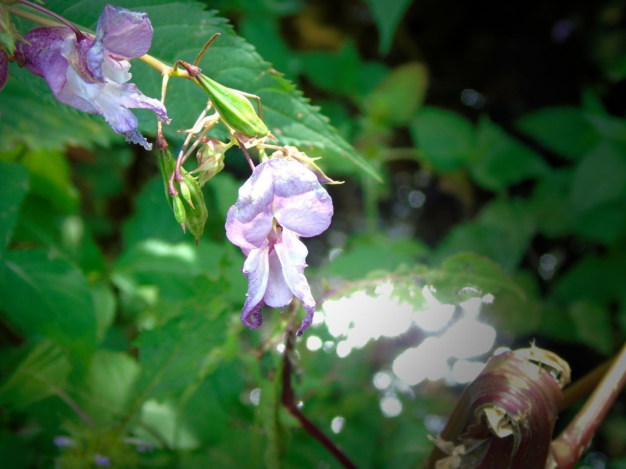 CLOSE-UP OF FLOWERING PLANT