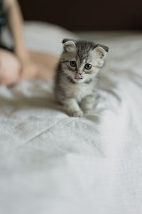 Portrait of cat relaxing on bed