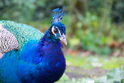 Close-up of peacock