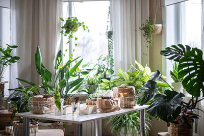 Potted plant on table at home