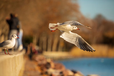 Seagull flying over sea