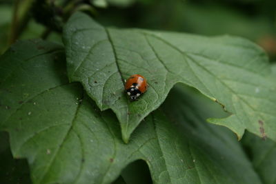 High angle view of ladybug on leaf