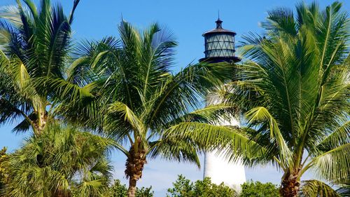 Low angle view of palm trees