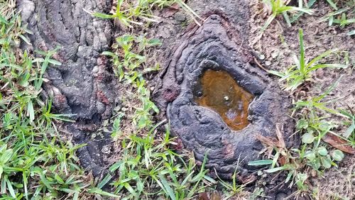 High angle view of tree trunk on field