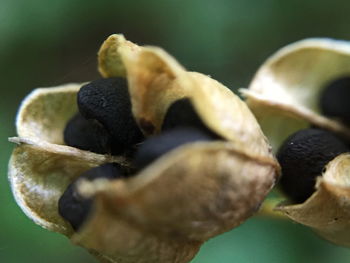 Close-up of plant against blurred background