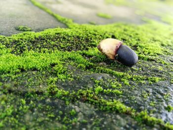 Close-up of snail on rock