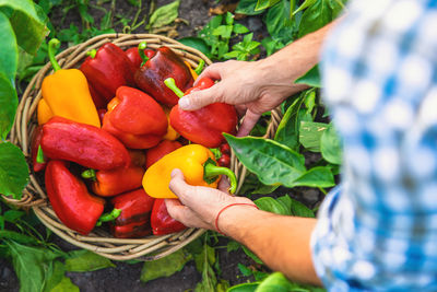 Midsection of woman holding tomatoes