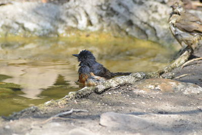 Close-up of bird drinking water on rock