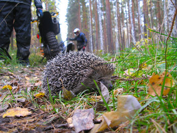 Close-up of hedgehog with people and motorcycles in forest
