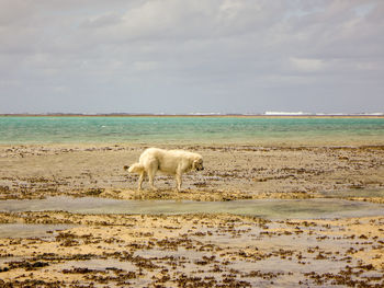 View of dog on beach against sky