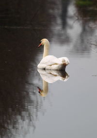 Swan on lake