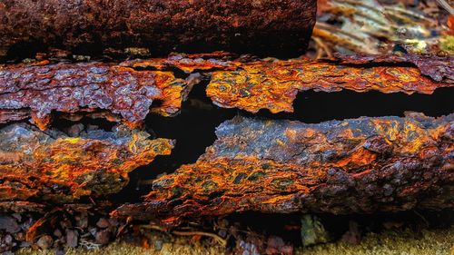 Close-up of lichen on rock