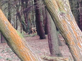 Tree trunk in forest