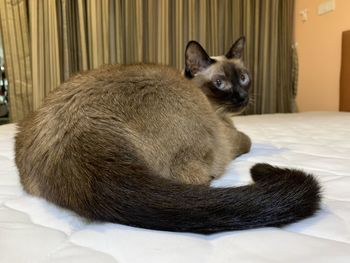 Close-up portrait of cat relaxing at home