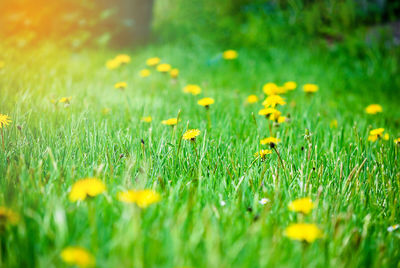 Close-up of yellow flowering plants on field