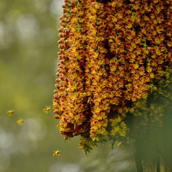 The bees is flying to collect honey from the flowers.