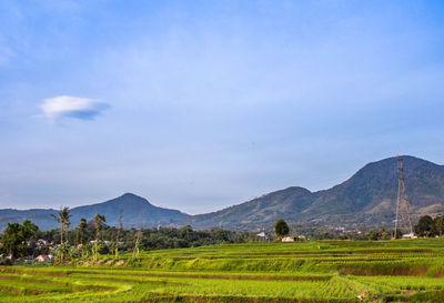 Scenic view of agricultural field against sky