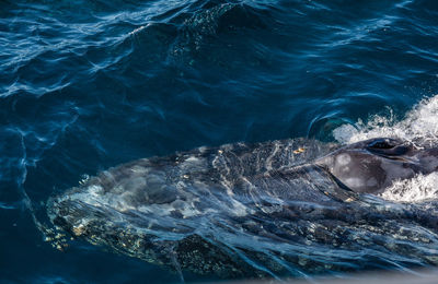 Close-up of a humpback whale swimming in sea