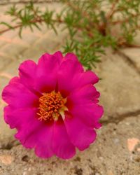 Close-up of pink flowers