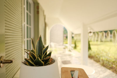 Close-up of potted plant