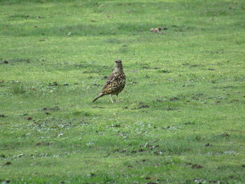 Bird perching on field