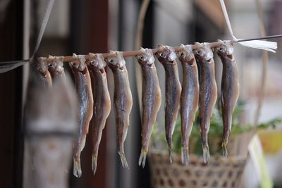 Dried fish hanging on rod
