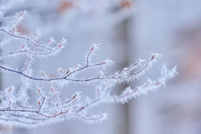 Close-up of frozen plant during winter