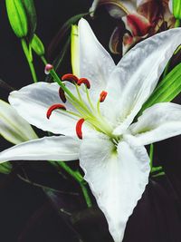 Close-up of flower growing on plant