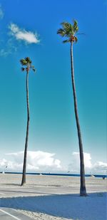 Low angle view of trees against blue sky