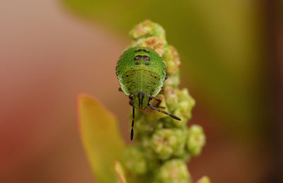 Close-up of insect on flower