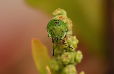 Shield bug - macro photography 