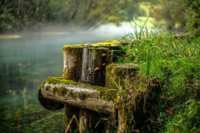 Wooden post in a lake