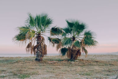 Palm tree on field against clear sky