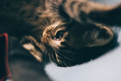 Close-up of cat lying on bed