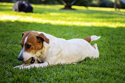 Dog looking away on grassy field