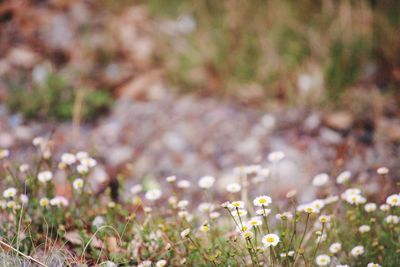 Close-up of flowering plant on field