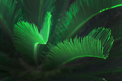 Close-up of green leaves on tree