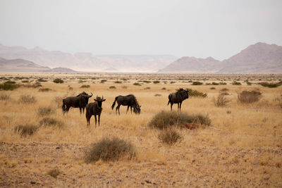 Horses grazing on field