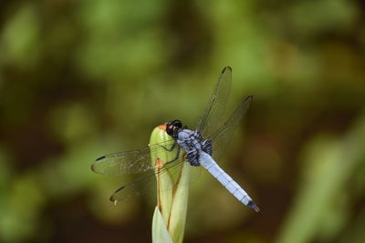 Close-up of dragonfly on plant