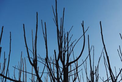 Low angle view of plants against blue sky