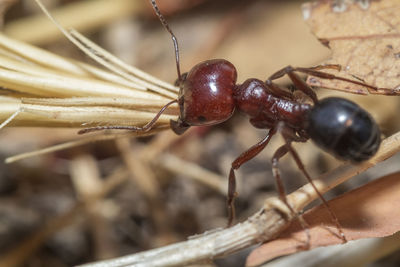 Close-up of ant