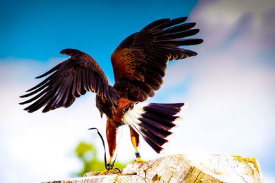 Low angle view of bird flying against clear sky