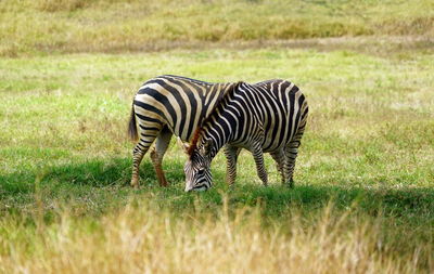 Two merging zebras grazing grass in a field