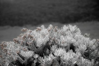 Close-up of flowering plant on field