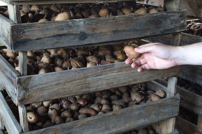 Hand farmer pulls out a potato from a wooden box. agro-industrial complex, agriculture. 