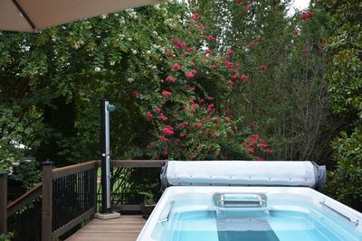 View of flowering plants by spa swimming pool with treadmill