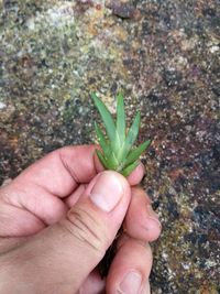 Close-up of hand holding plant